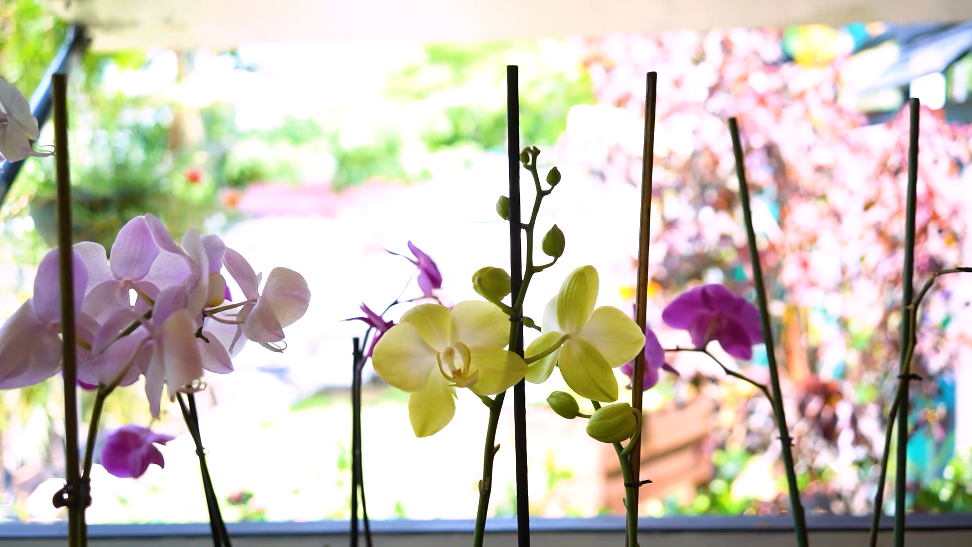 4 puntos fáciles para disfrutar mucho más de tu orquídea